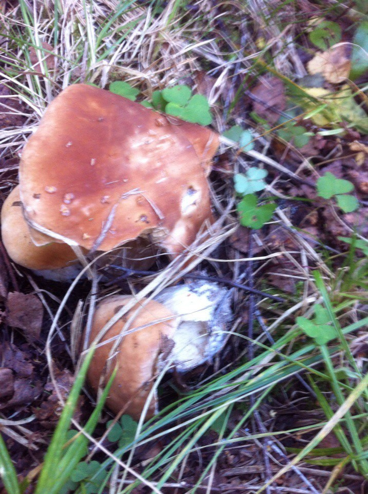 Деревенский выезд 2 | 26-28.08.2016. Галерея Фантим