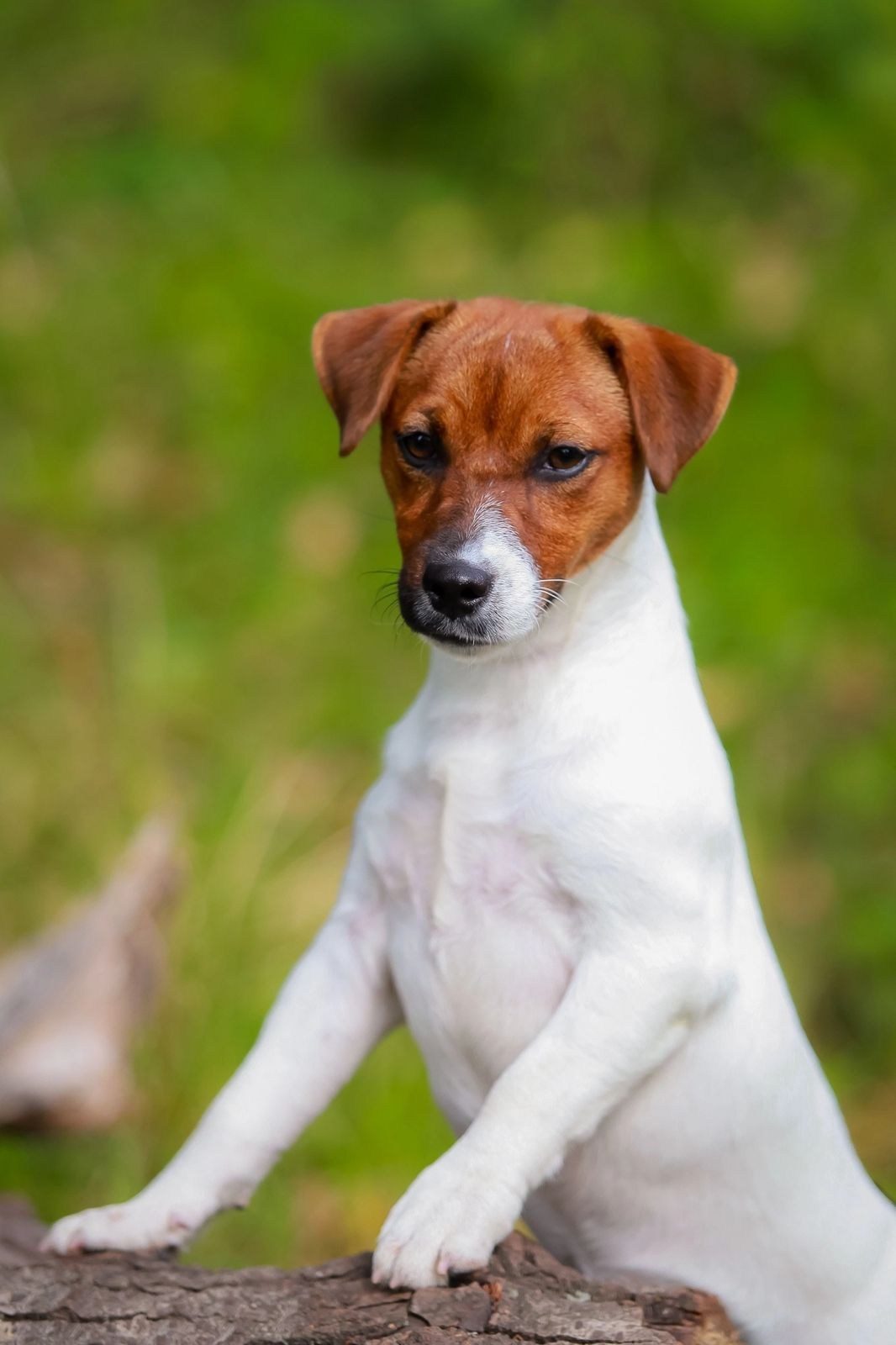 Джек рассел отзывы владельцев и покупателей щенков. CANE MAESTRO — kennel Jack Russell Terrier