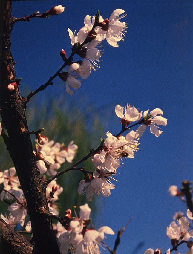 Весна. ВАДИМ ГИППЕНРЕЙТЕР — ВЕЛИКИЙ ФОТОГРАФ ЗЕМЛИ РУССКОЙ