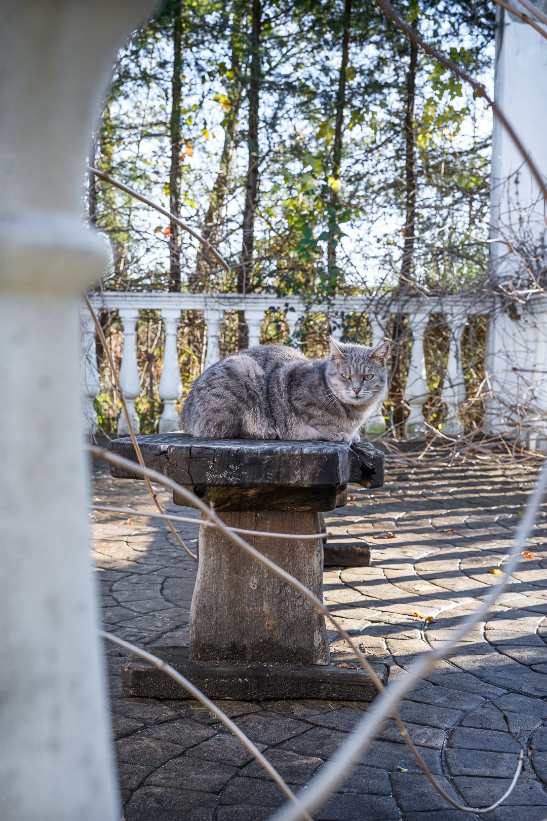 Парк Южные Культуры. Yaratezza production