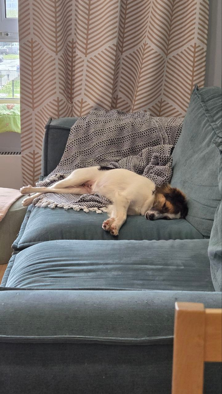 Уже дома. Забери домой друга