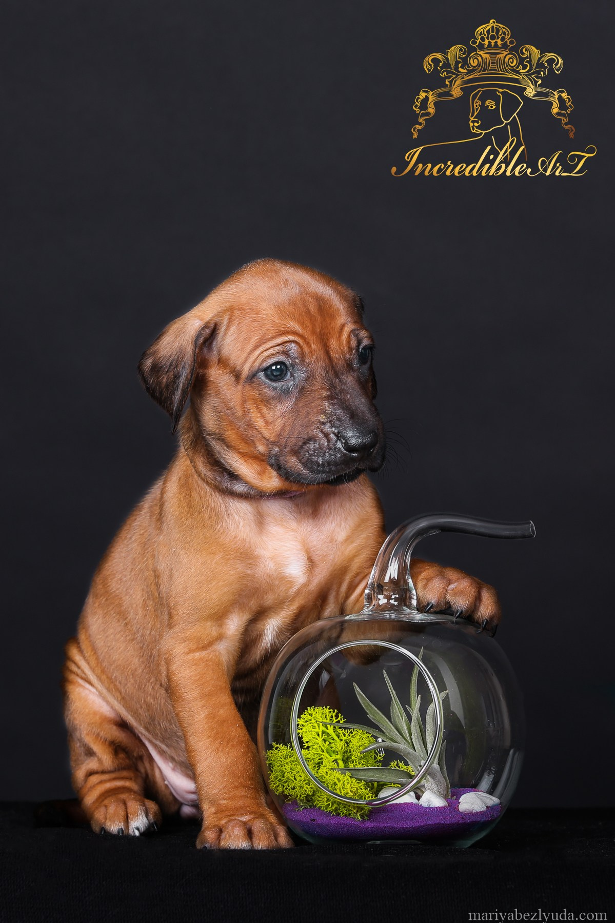 Щенки. Семейный и детский фотограф в Москве Мария Быкова