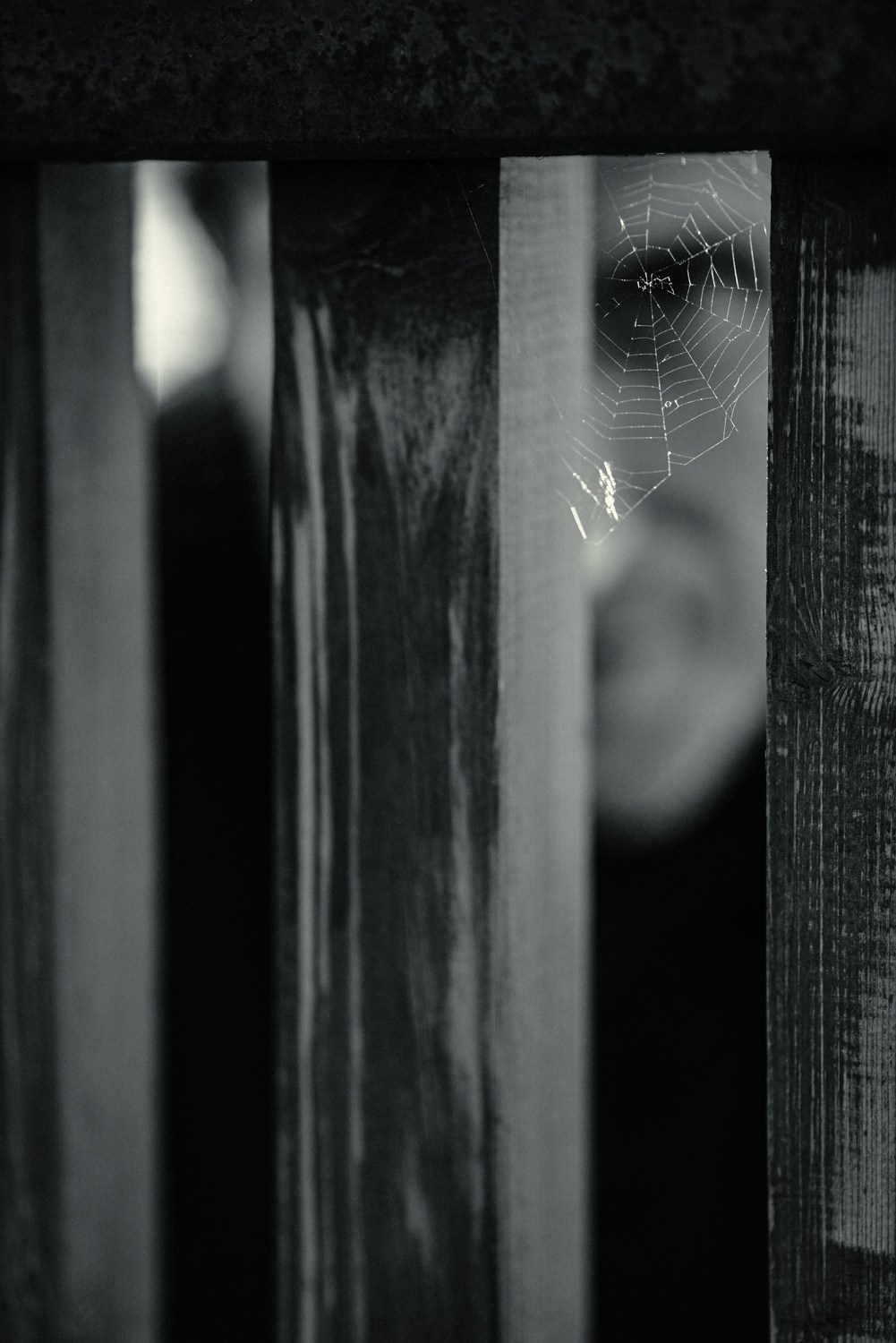 Одиночество. Фотограф Михаил Ряховский