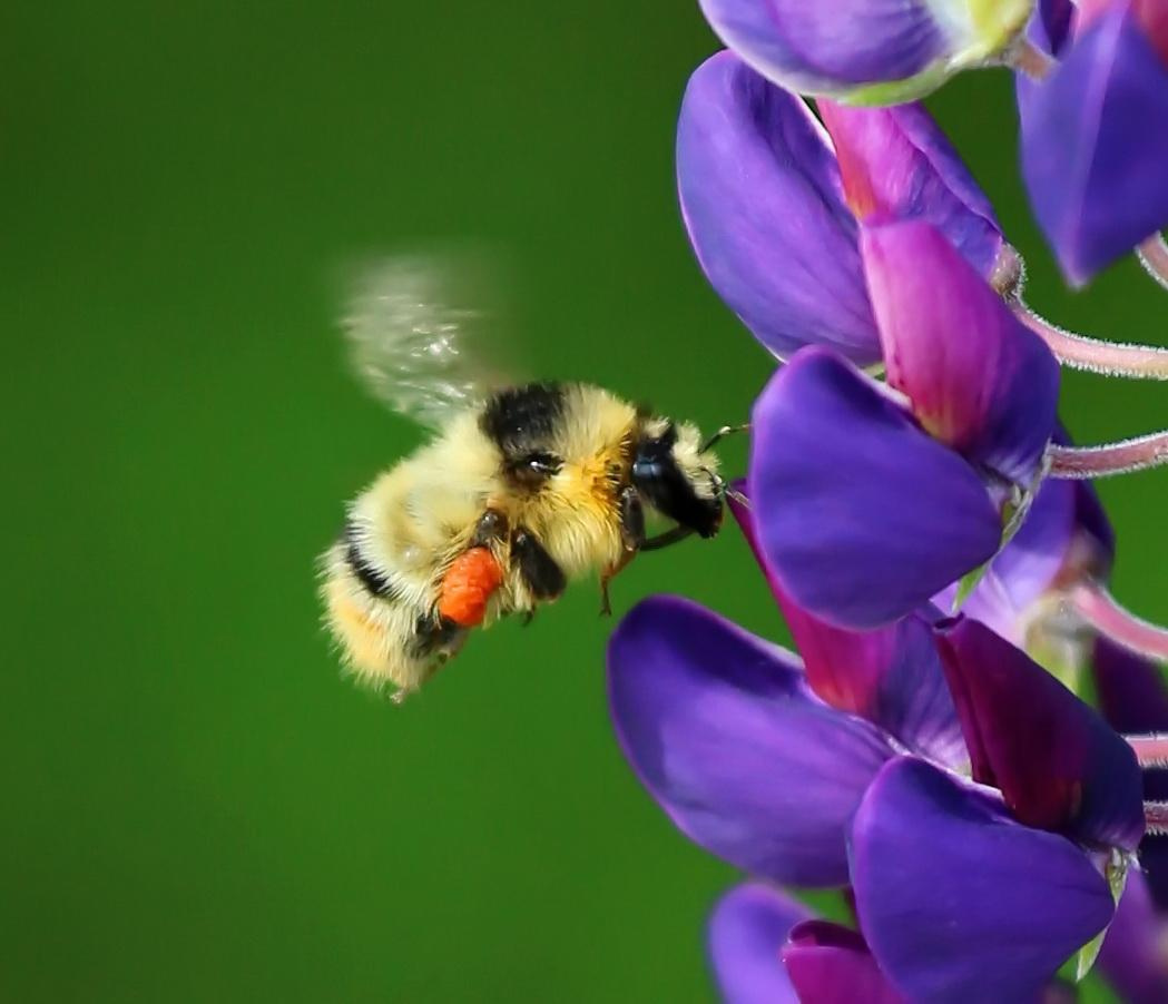 Фотографии животного мира который нас окружает