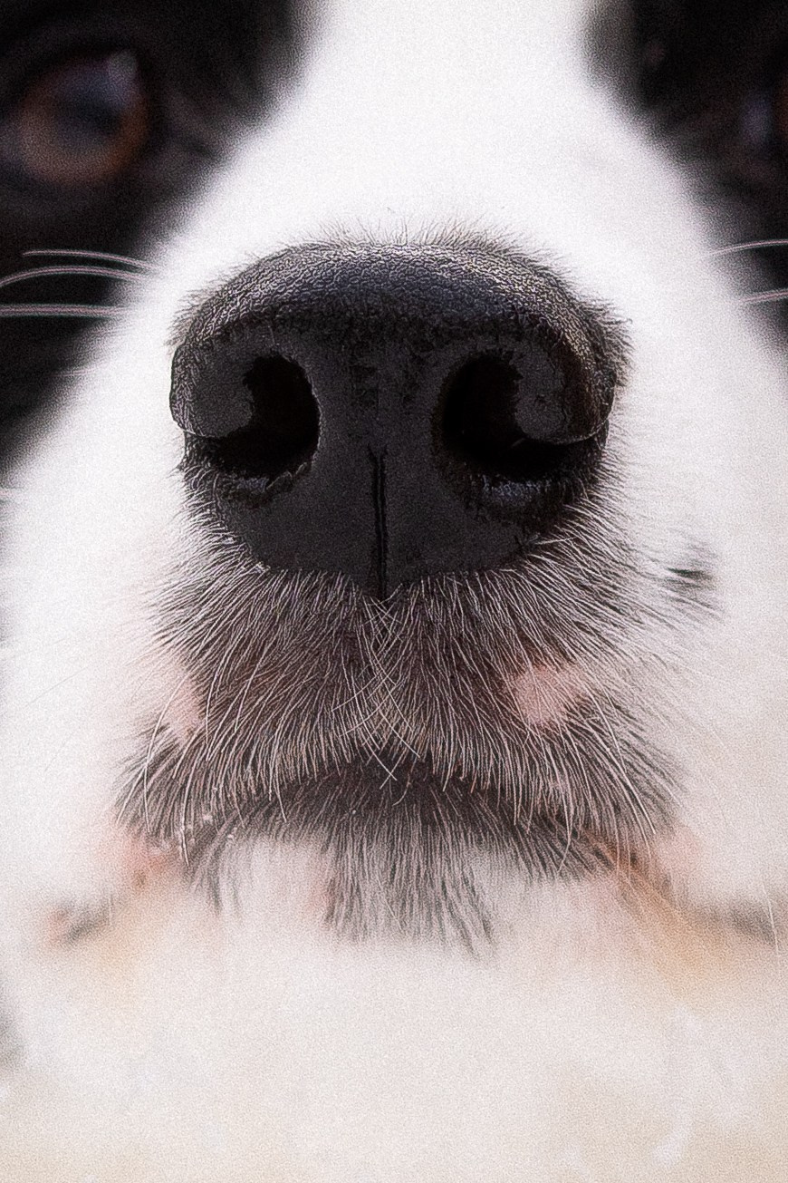 Лилия, Алексей и Ариана. Фотограф и видеограф анималист Аганина Дарья