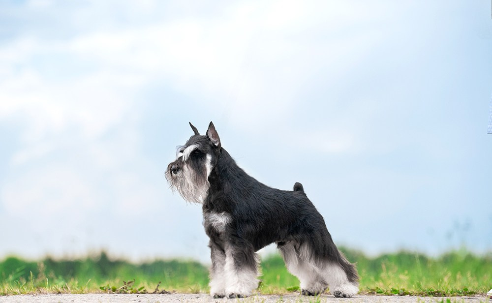 Оскар/Delinso Balance Zaffiro. Питомник цвергшнауцеров в Беларуси «Делинсо Бэлэнс»