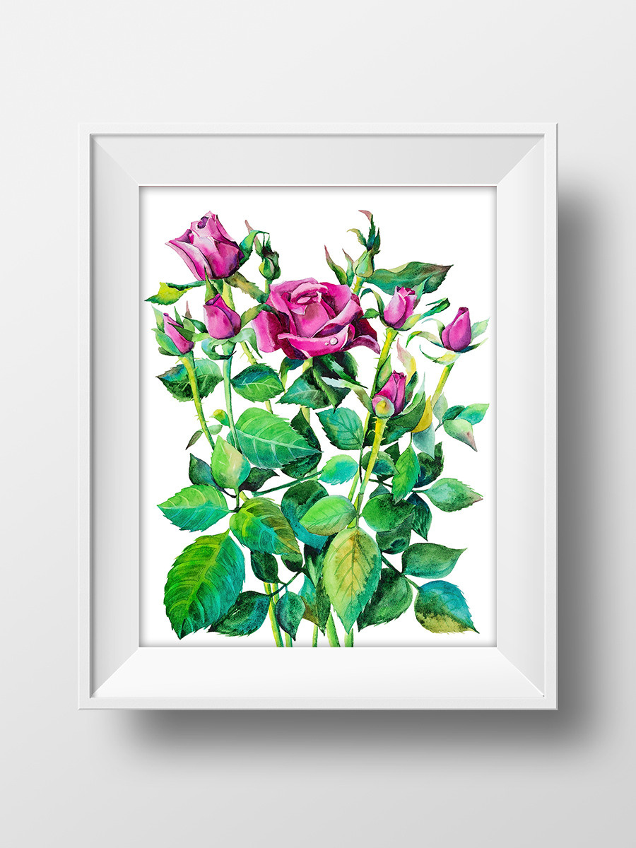 Малиновые розы. ФотоКисточка. Акварель. Арт-галерея картин Анастасии Дерий