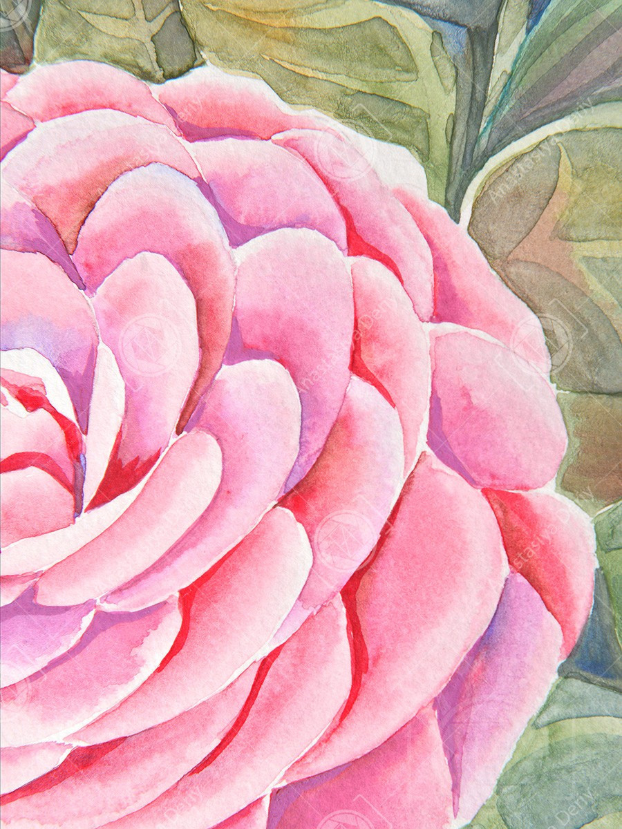 Розовая камелия. ФотоКисточка. Акварель. Арт-галерея картин Анастасии Дерий