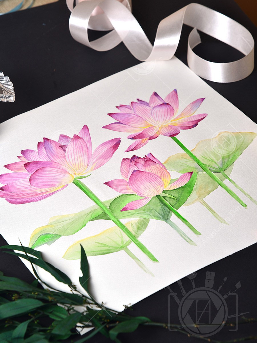 Розовые лотосы. ФотоКисточка. Акварель. Арт-галерея картин Анастасии Дерий