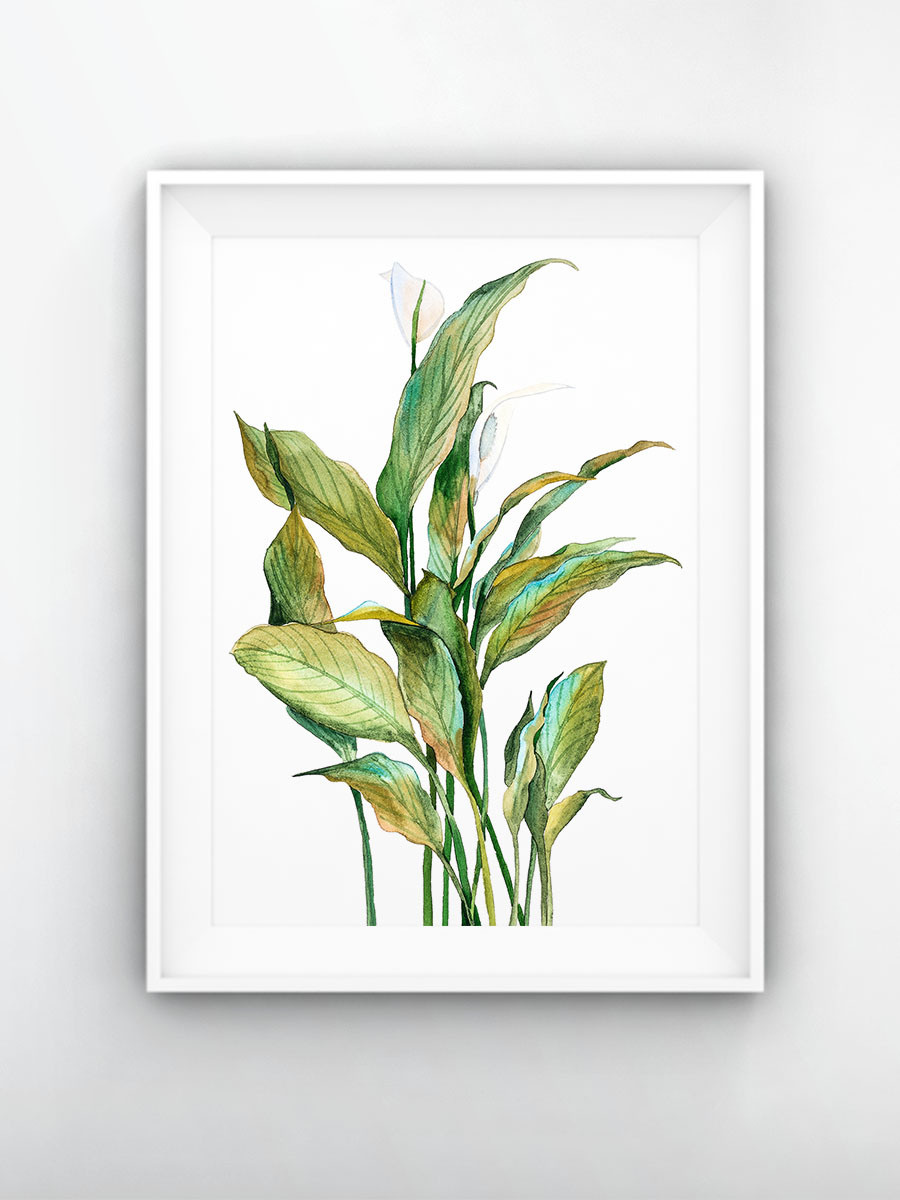 Спатифиллум. ФотоКисточка. Акварель. Арт-галерея картин Анастасии Дерий