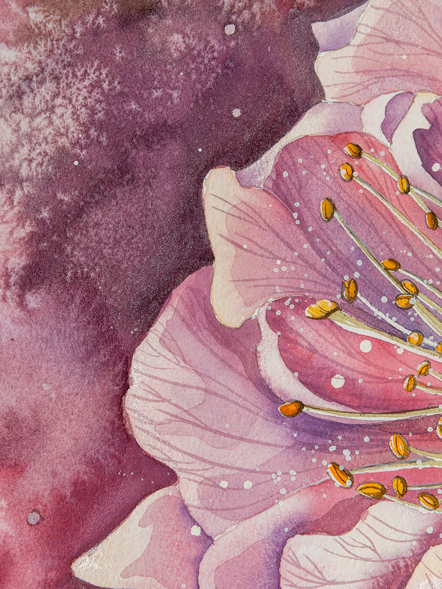 Розовая сакура. ФотоКисточка. Акварель. Арт-галерея картин Анастасии Дерий