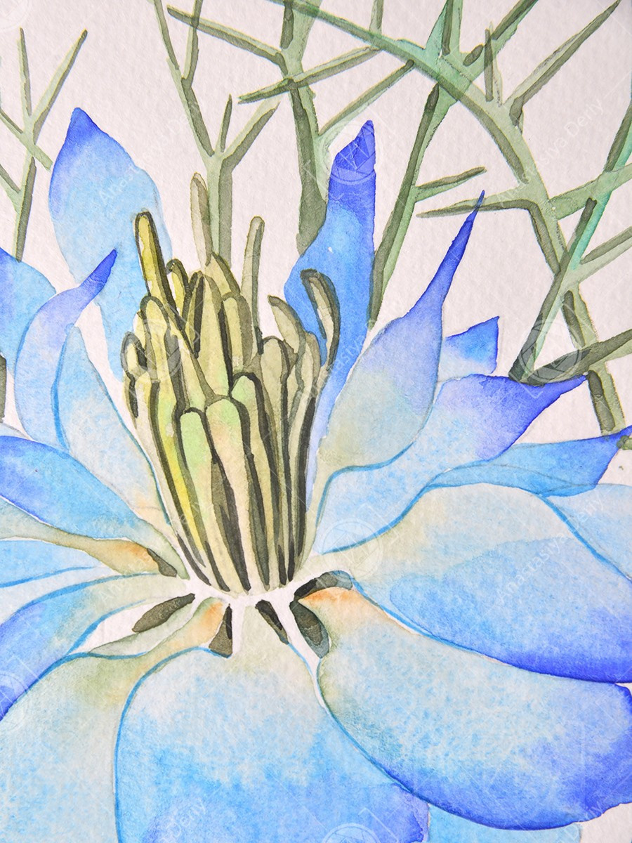 Нигелла. ФотоКисточка. Акварель. Арт-галерея картин Анастасии Дерий