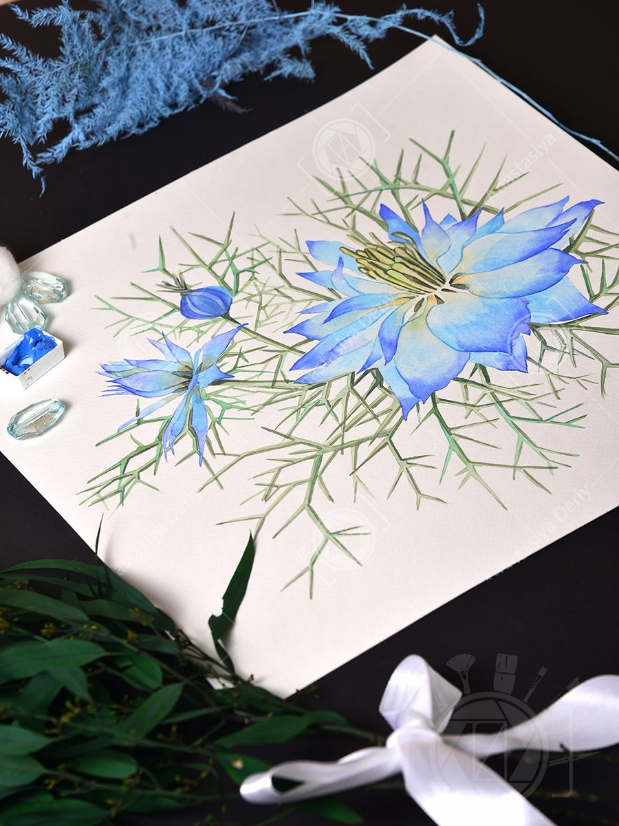 Нигелла. ФотоКисточка. Акварель. Арт-галерея картин Анастасии Дерий