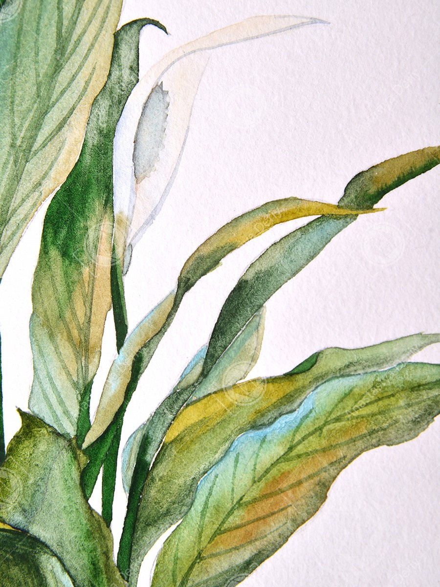 Спатифиллум. ФотоКисточка. Акварель. Арт-галерея картин Анастасии Дерий