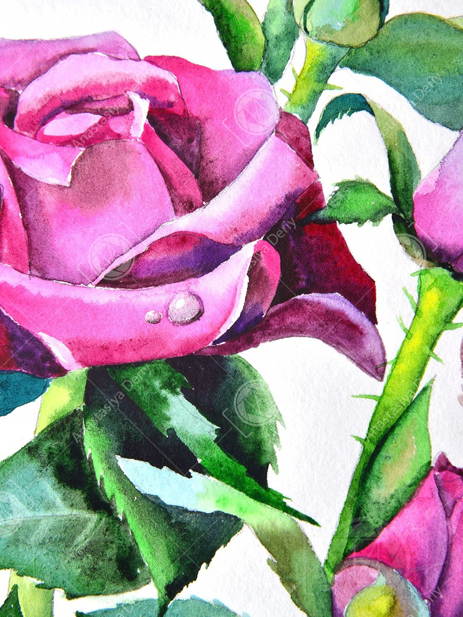 Малиновые розы. ФотоКисточка. Акварель. Арт-галерея картин Анастасии Дерий