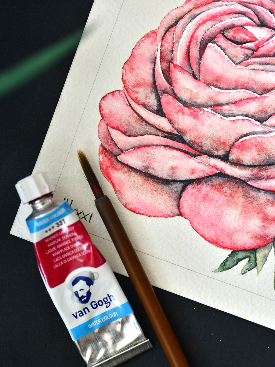 Чайная роза. ФотоКисточка. Акварель. Арт-галерея картин Анастасии Дерий