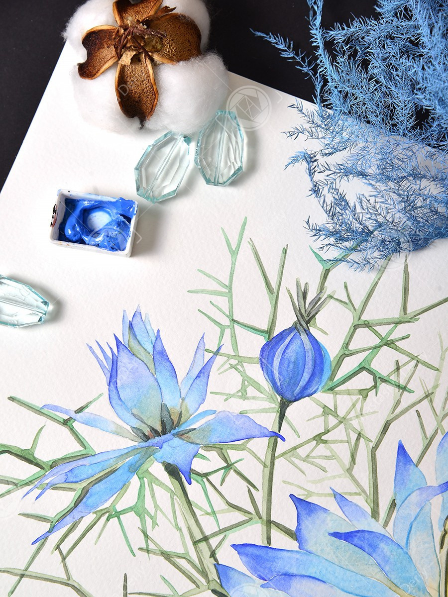 Нигелла. ФотоКисточка. Акварель. Арт-галерея картин Анастасии Дерий