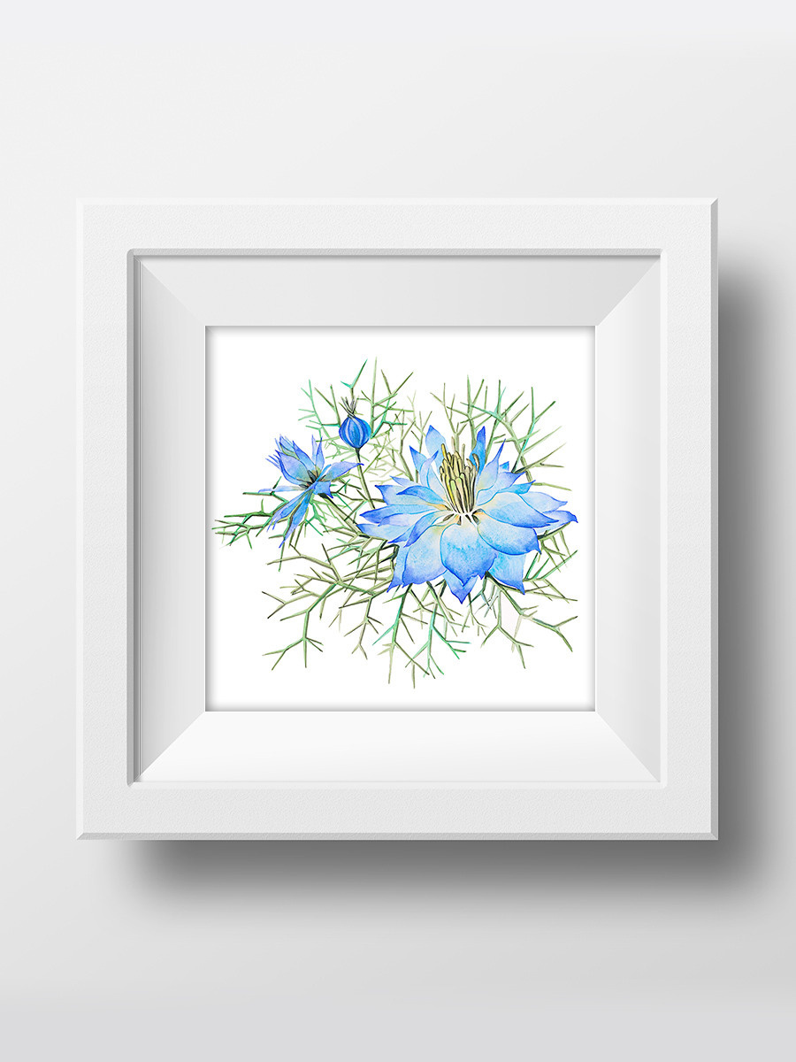 Нигелла. ФотоКисточка. Акварель. Арт-галерея картин Анастасии Дерий