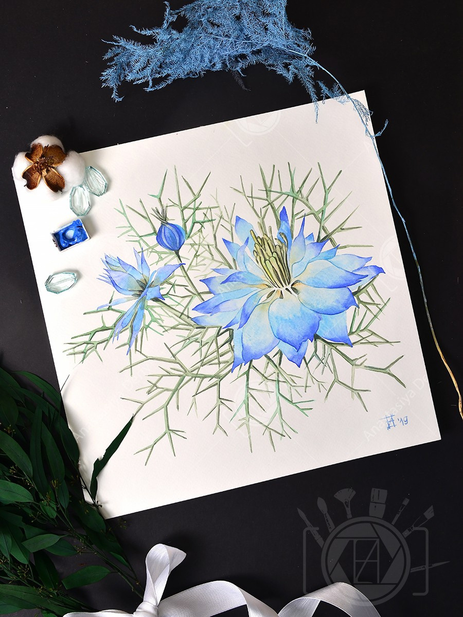 Нигелла. ФотоКисточка. Акварель. Арт-галерея картин Анастасии Дерий