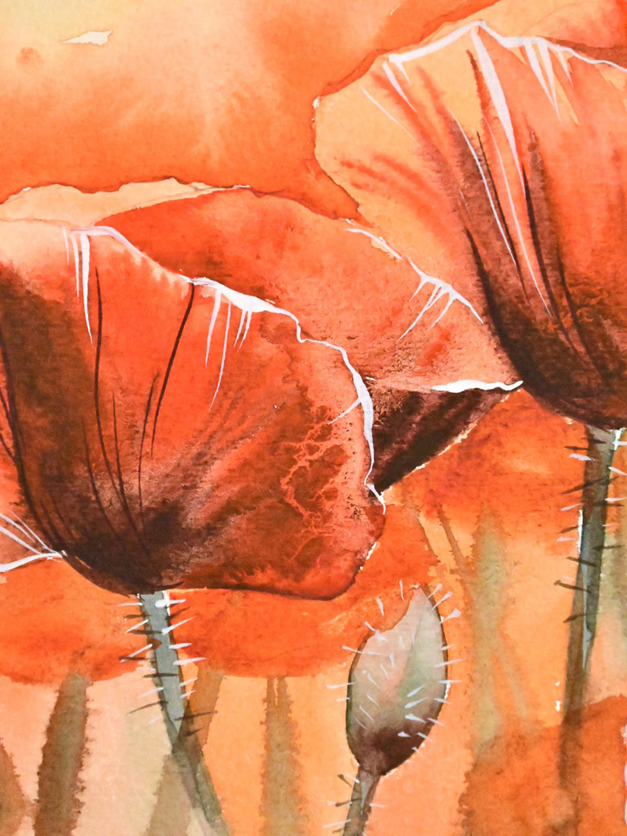 Три красных мака. ФотоКисточка. Акварель. Арт-галерея картин Анастасии Дерий