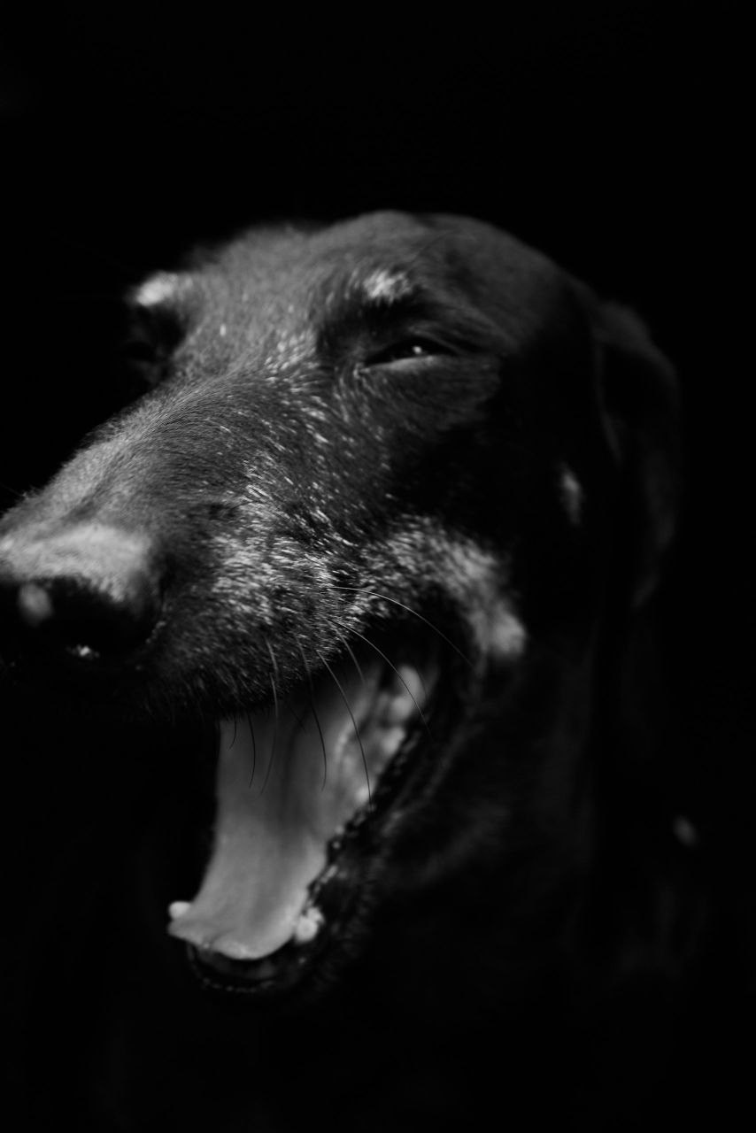 Ральф. Фотограф Никонова Софья