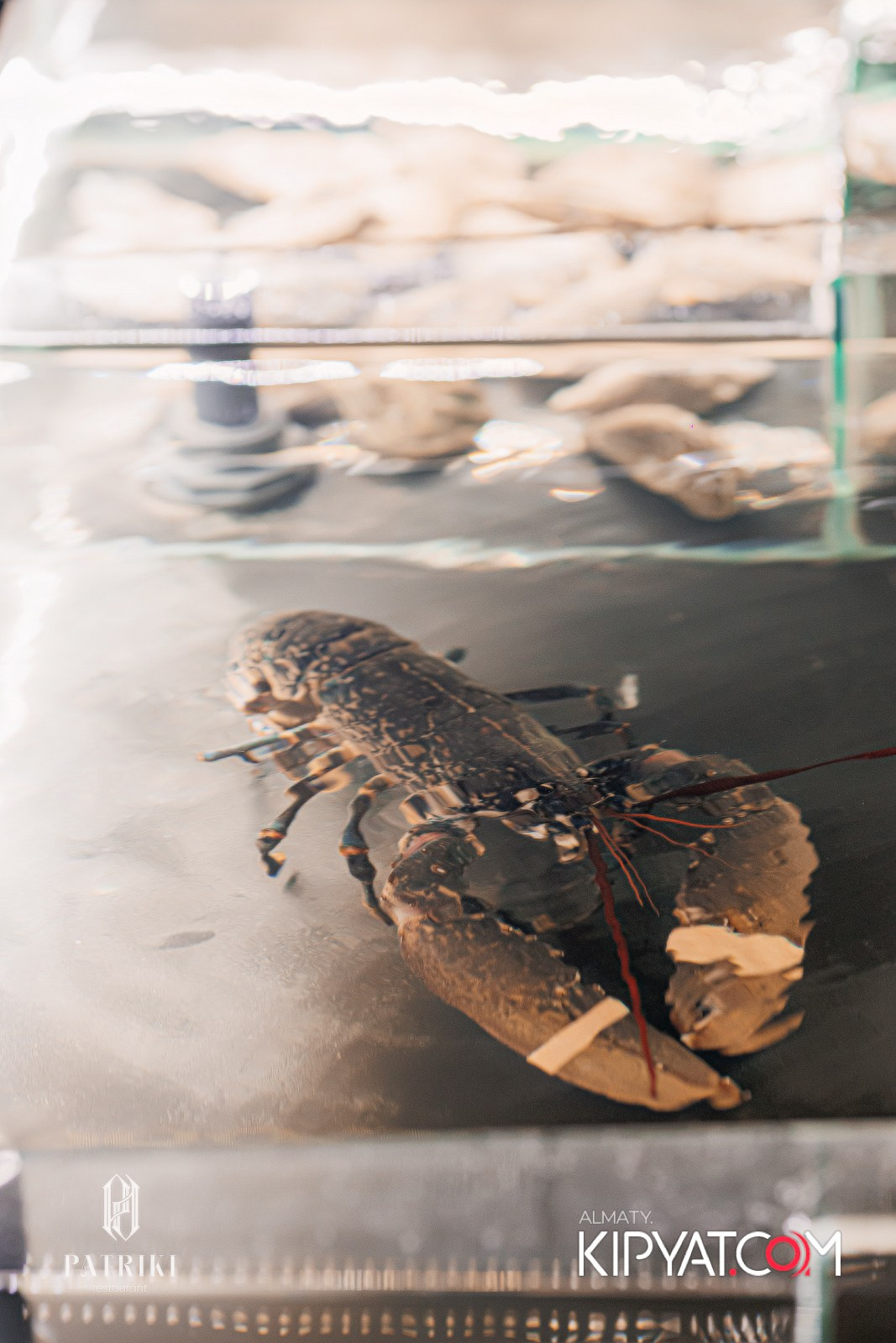 PATRIKI RESTAURANT. КИПЯТКОМ АЛМАТЫ!