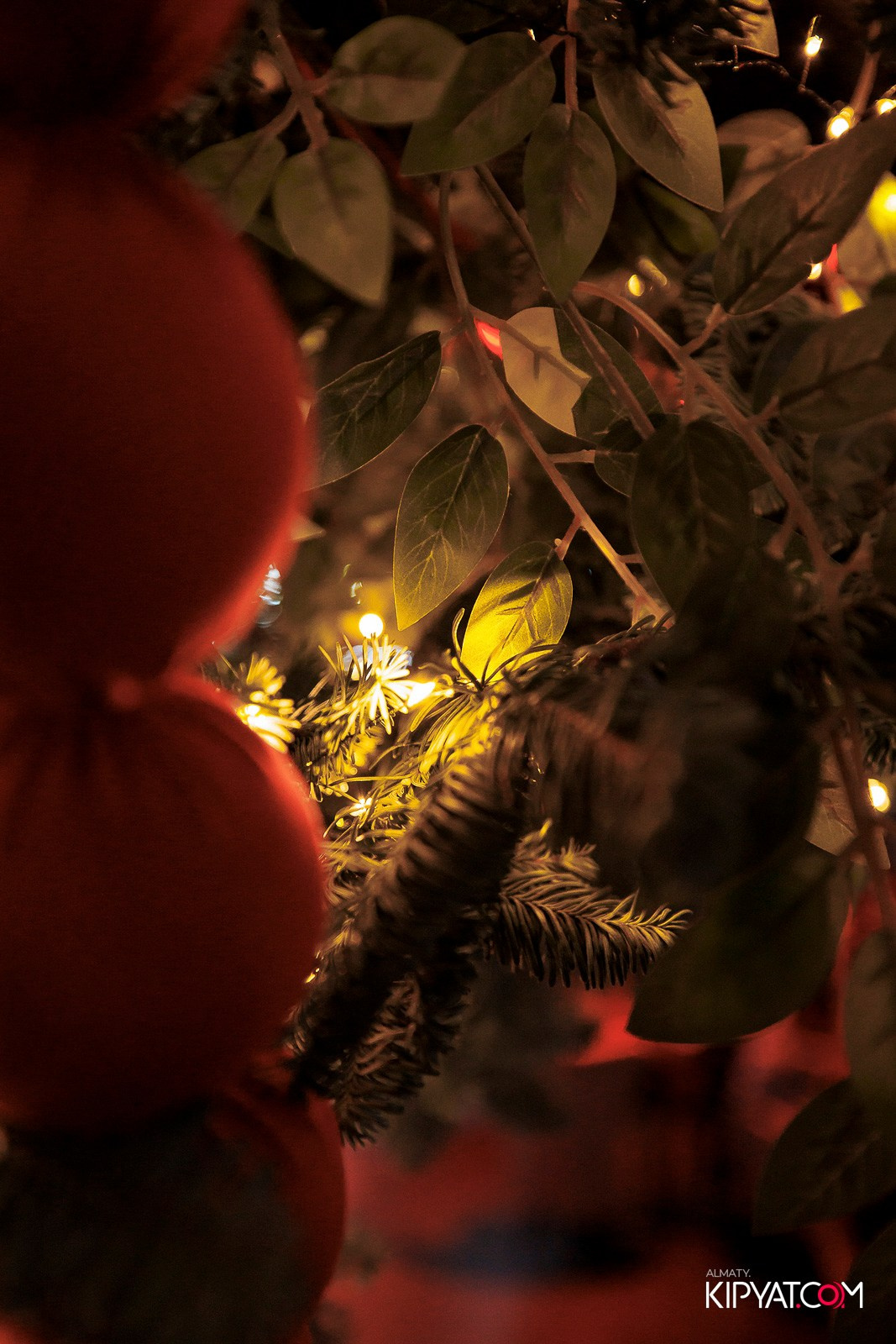 FRIENDS BAR & TERRACE. КИПЯТКОМ АЛМАТЫ! Фотосъемка мероприятий в Алматы