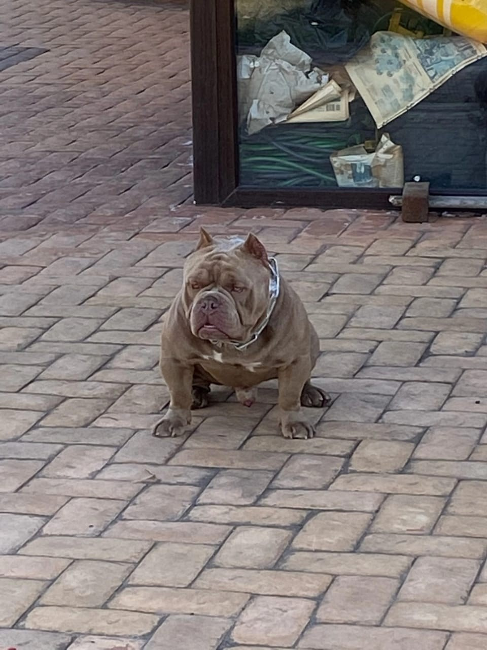 Купить Французского Бульдога Пермь, Купить щенка Французского бульдога Пермь, Питомник Французских Бульдогов Пермь,  Питомник Французский Бульдог Пермь, 