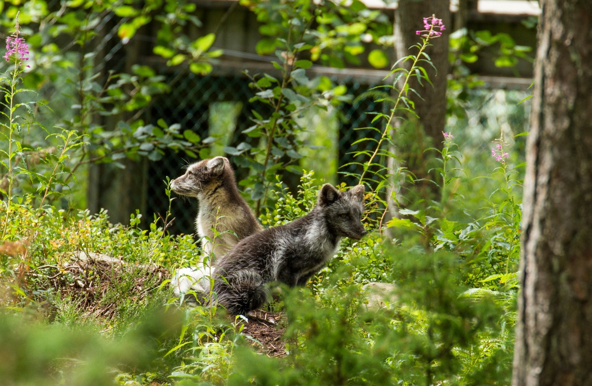 07/17. Норвегия. Walk&Fly with Batay