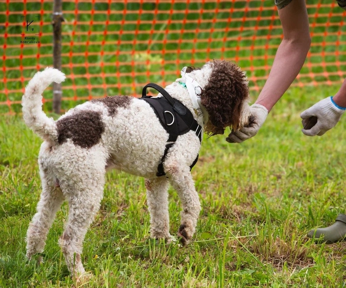 Репортажная фотосъемка. Анималистика. Репортаж. Индивидуальная съемка