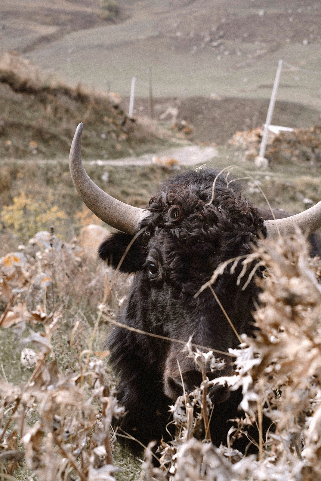 Prints. North Ossetia