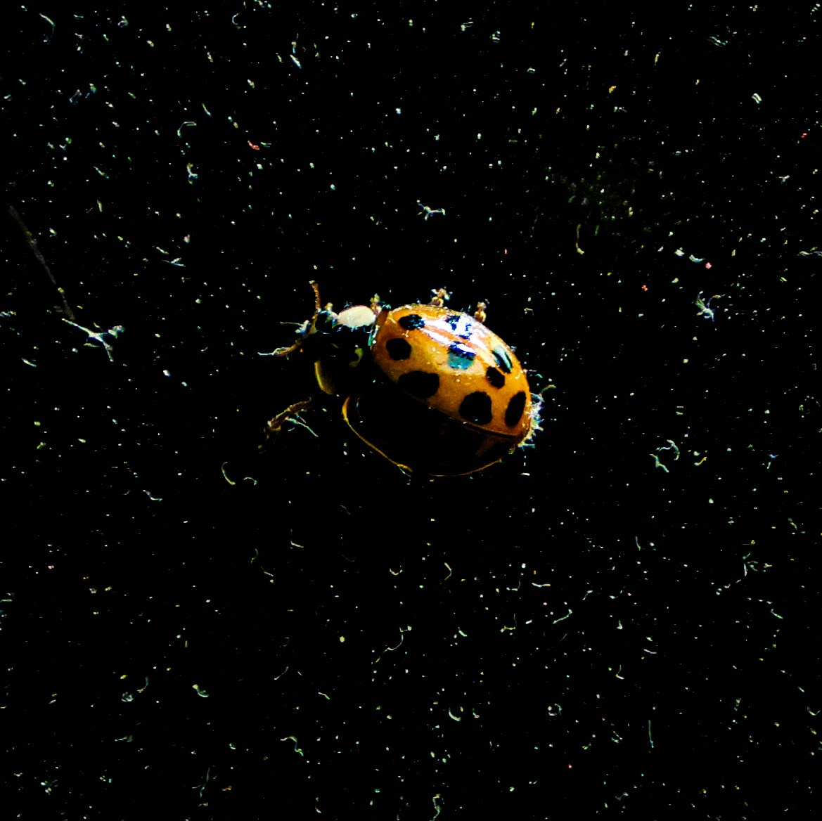 Lady Bug in Space. Portrait photographer based in Toronto — Blinova Mariia