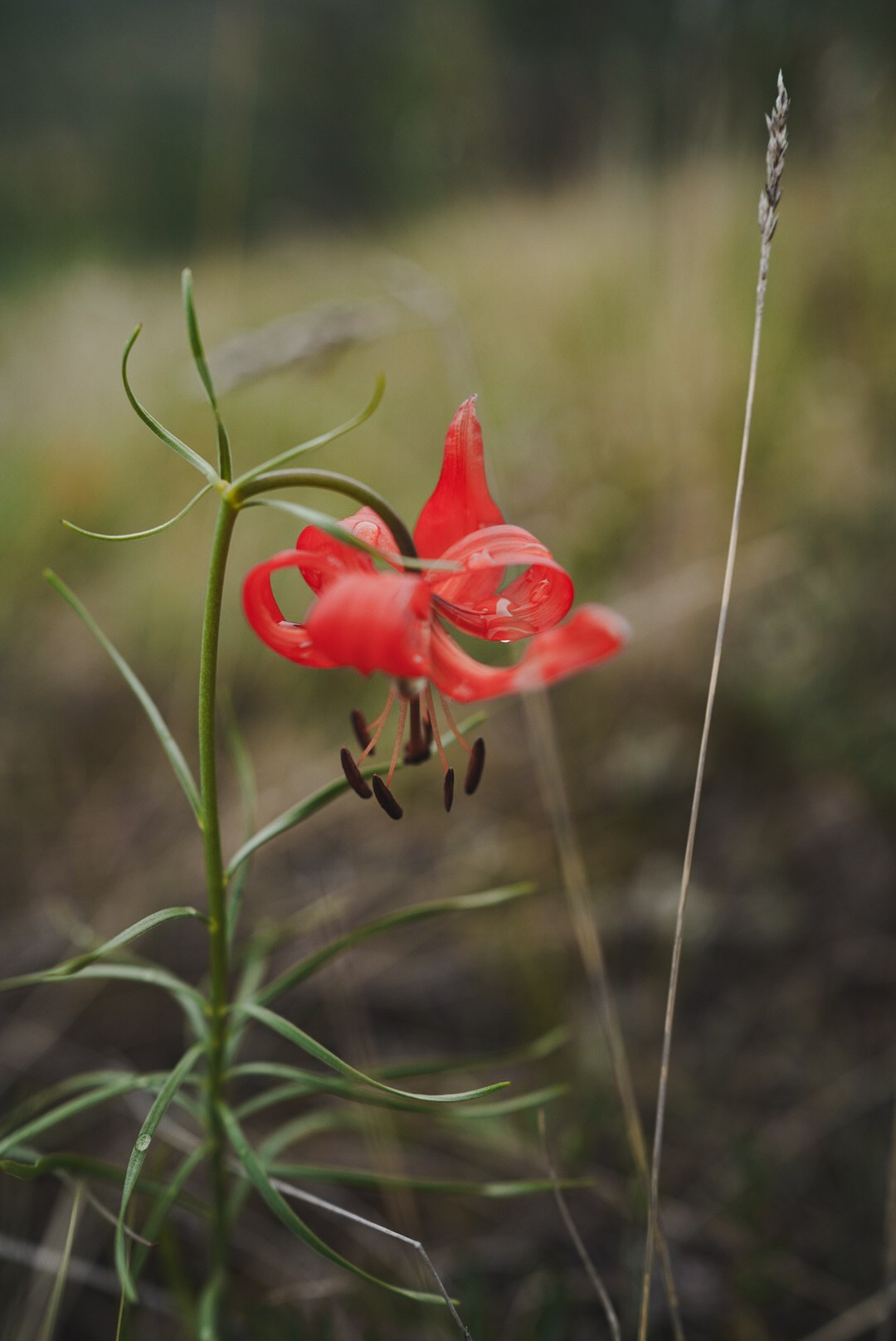 Фотографии с берегов Байкала. Предметный фотограф Санкт-Петербург