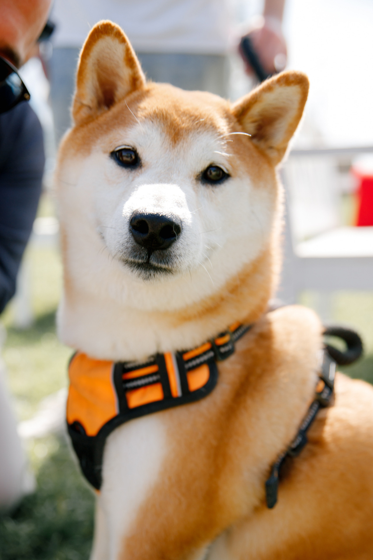 Bizpeople Family Day. Репортажный фотограф в Санкт-Петербурге Жолудев Владислав