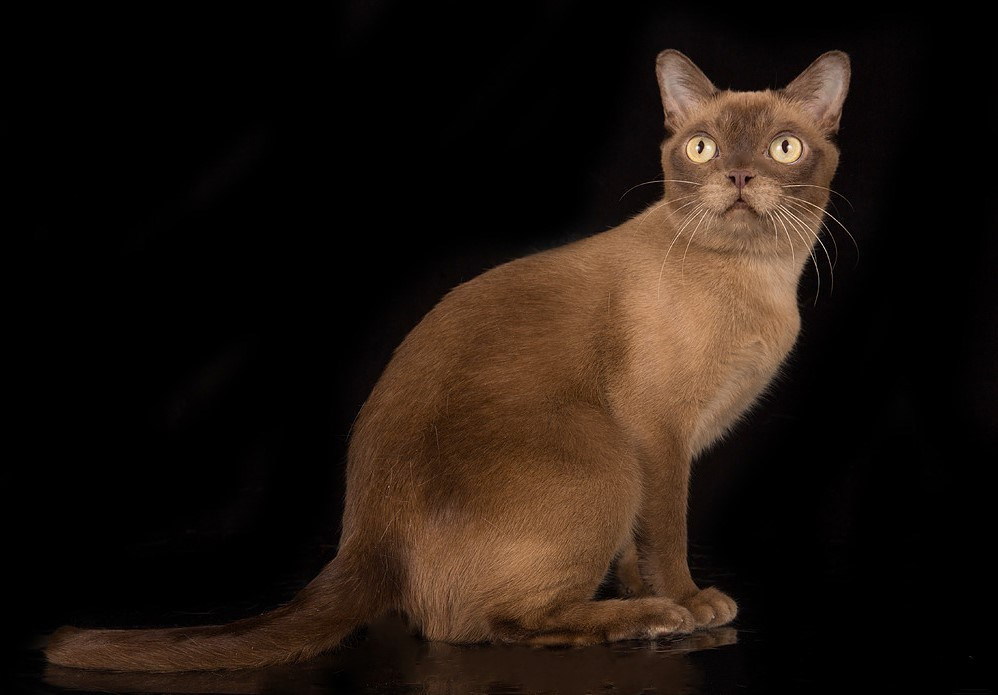 Котёнок американской бурмы. Las Burmas — питомник американской бурмы традиционных линий