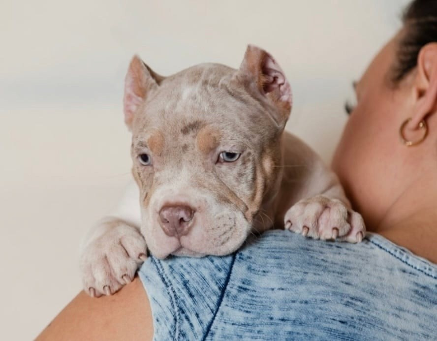 вязка булли в Хабаровске