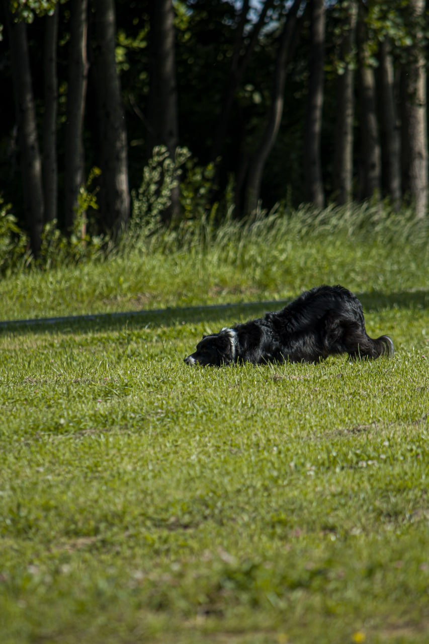 Animals. Фотограф Евгения Саботаж в г. Москва