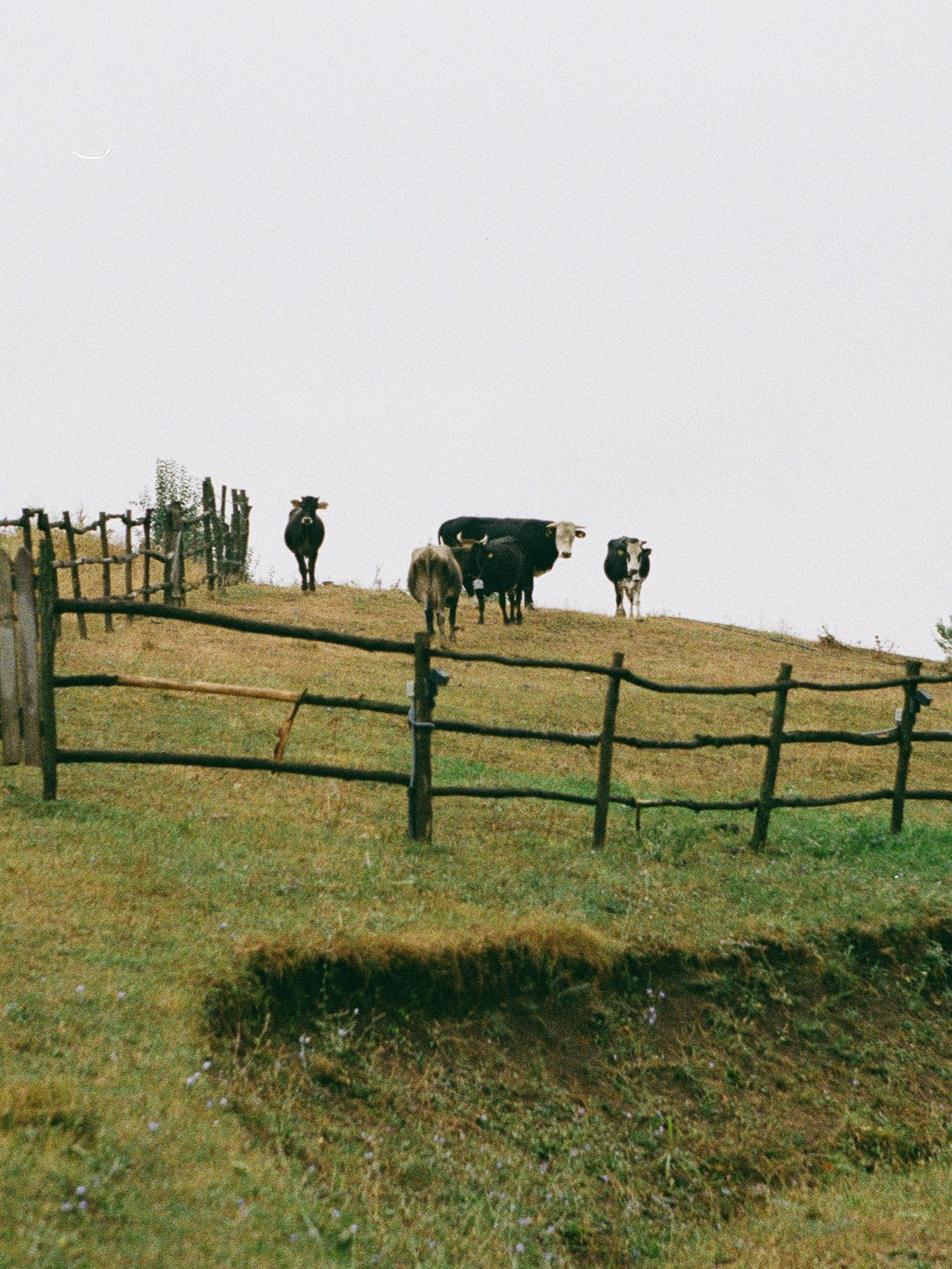 Для брендов. Darya Kras