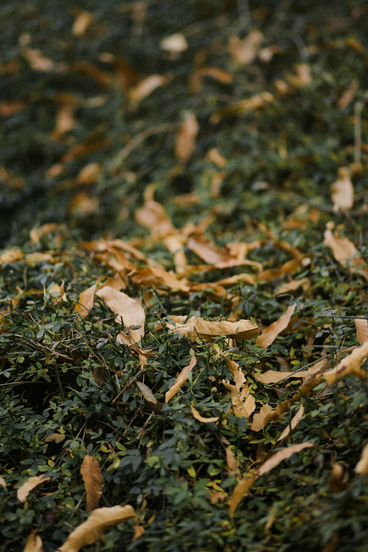 Jenya. Anastasia Blud Photography