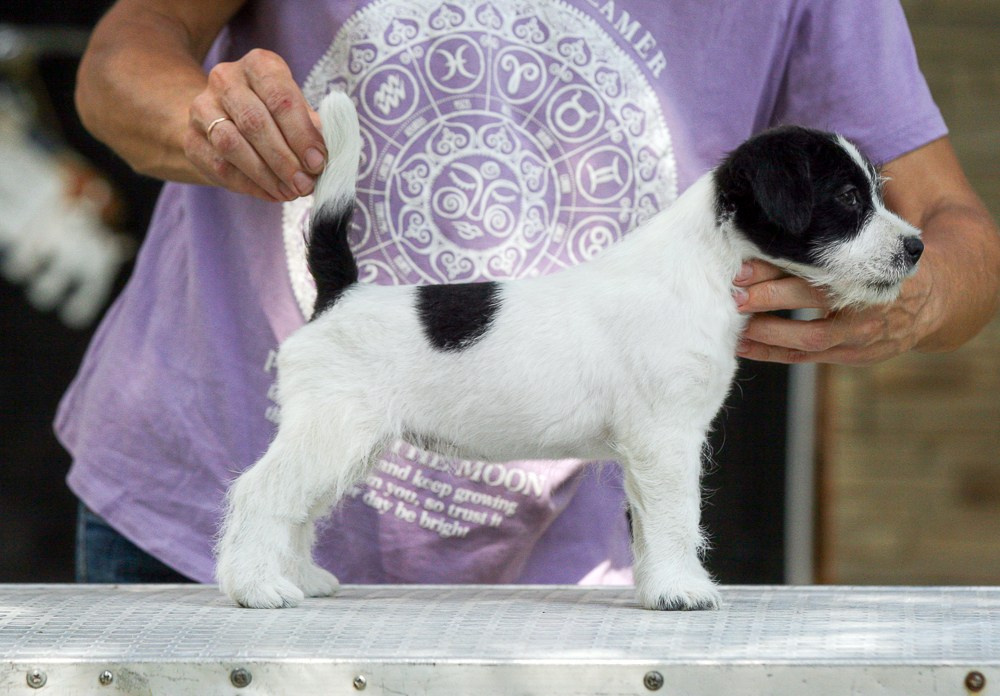CANE MAESTRO RONDO. CANE MAESTRO — kennel Jack Russell Terrier
