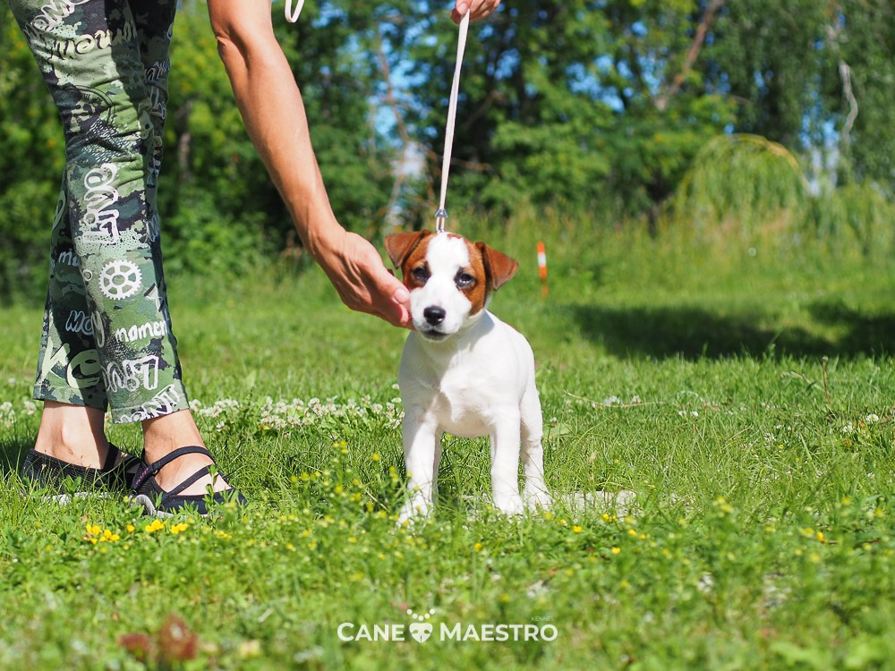 Щенок Джек-рассел-терьер. КМ ФЕРИТЕЙЛ. Гладкий джек рассел. Девочка№1. КАНЕ МАЭСТРО — питомник Джек рассел терьеров