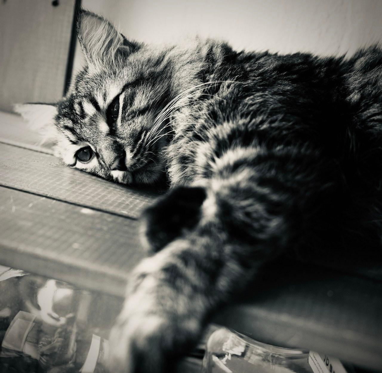 Коты и кошки. Фотографии домашних питомцев. Алекс Ком. Автомобильный фотограф и детский писатель из Москвы