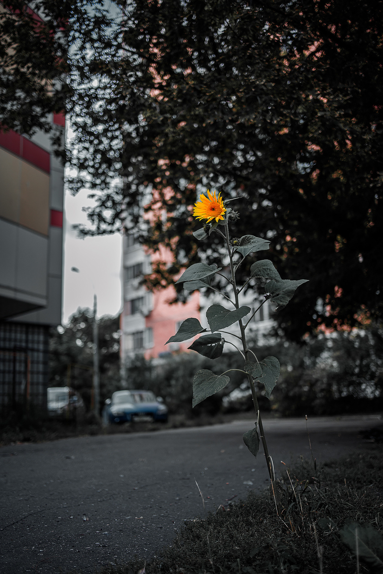 Street и путешествия