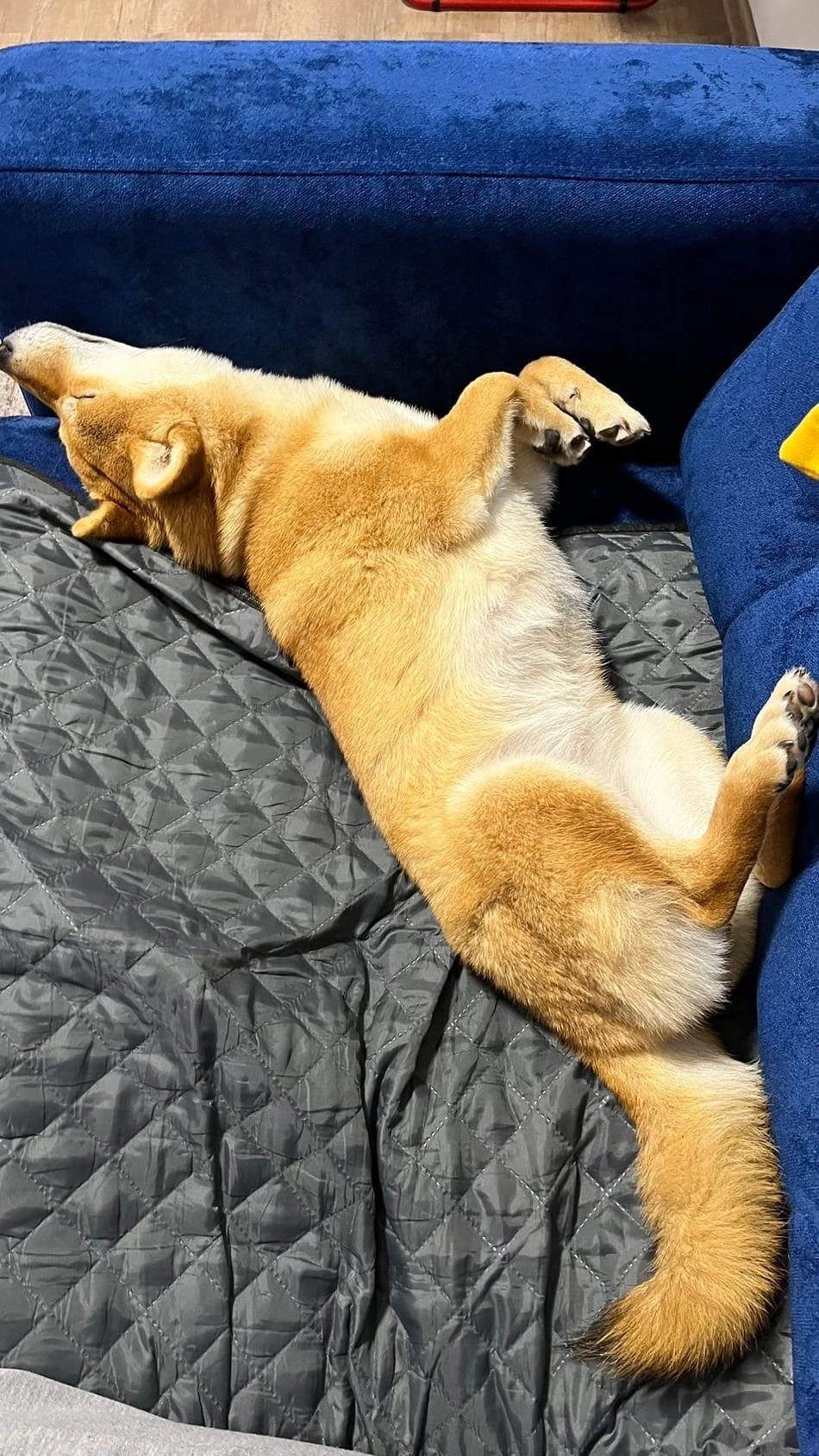 сиба питомник Рубилайт щенки на продажу rubylight  сиба щенки купить