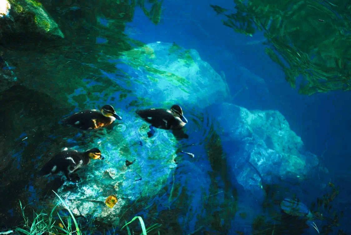 Птицы. Костюмер, художник кино и телевидения в спб