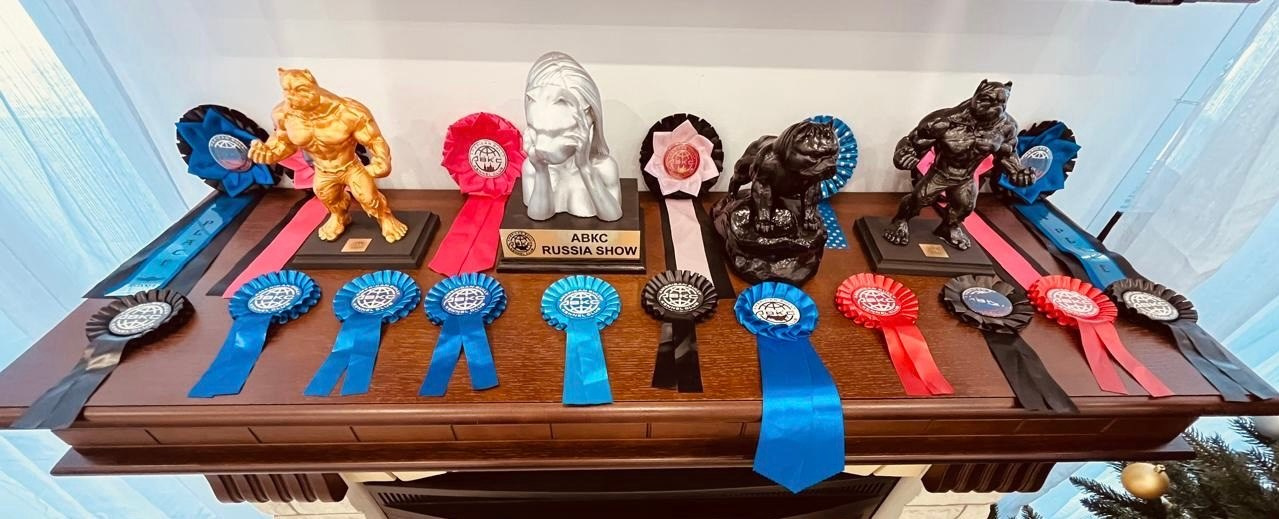 Участие в выставках. Американские булли XL в г. Калининград. Питомник Great Bully UNIVERSE