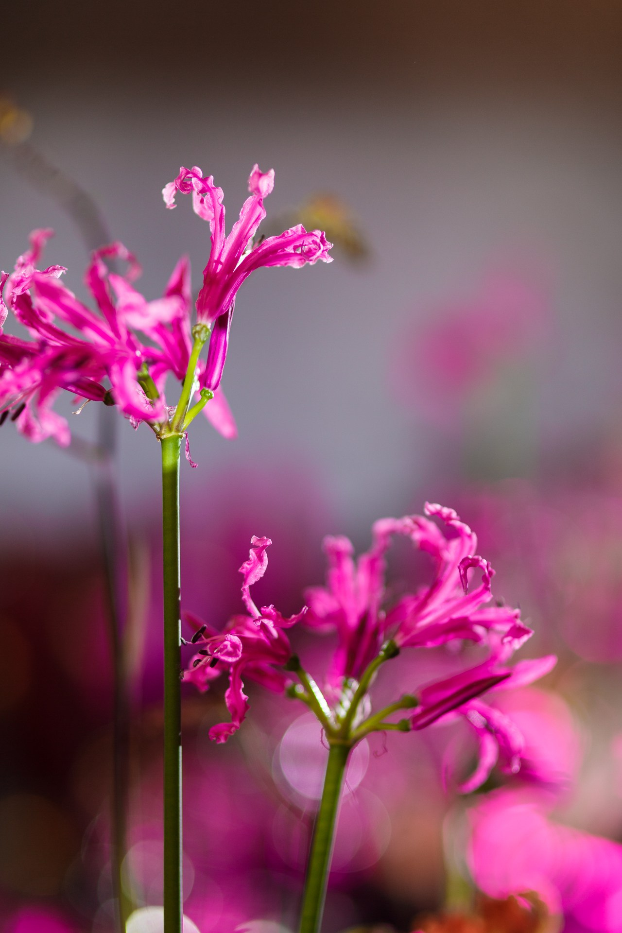 Pink neon. Свадебный фотограф в Санкт-Петербурге Наталья Вендт