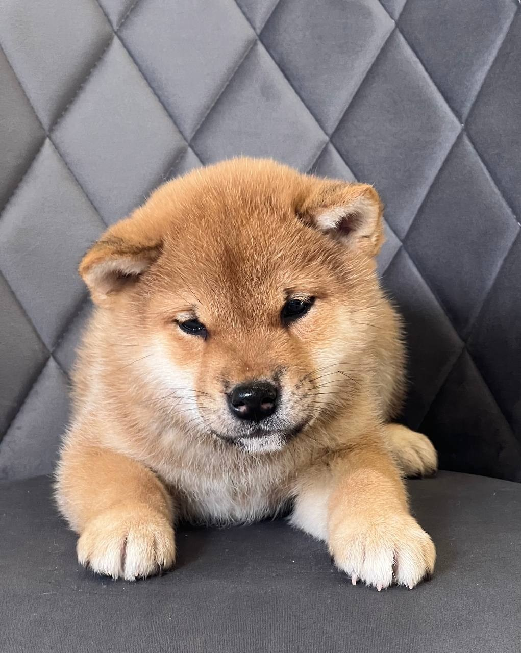 сиба питомник Рубилайт щенки на продажу rubylight  сиба щенки купить СПб Санкт-Петербург 