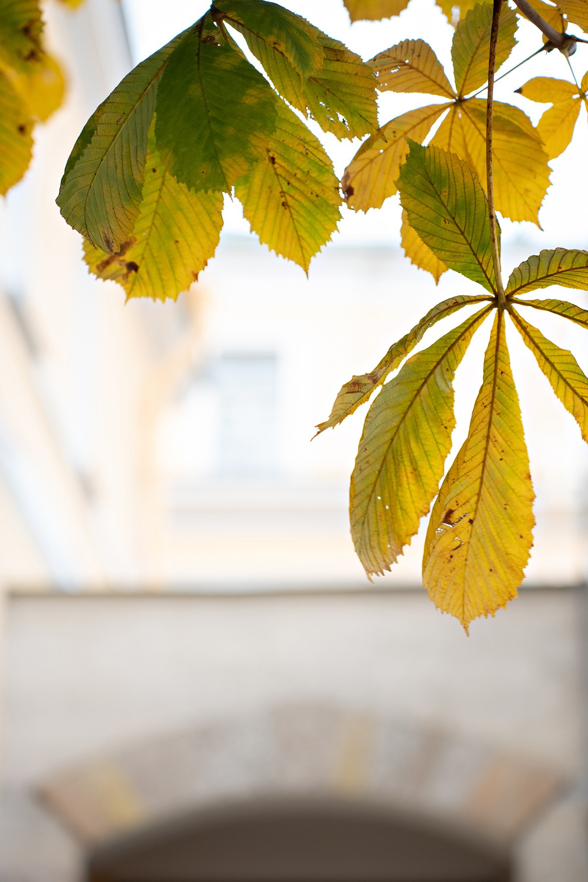 Кистью и листьями. Художник Анна Пятковская. Фотограф Мария Ковкова