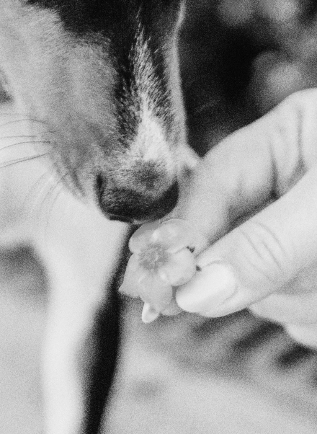 Лена, Никита и Эсма. Фотограф-анималист Богданова Полина
